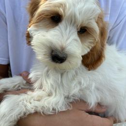 Sneezy - Brown and white male Cockapoo puppy in Adrian, Oregon from ApplebyFarm