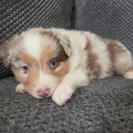 Toast (Black) - Red merle male Australian Shepherd puppy in Vona, Colorado from Dyna Aussies