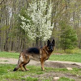 German Shepherd puppies from De La Paz German Shepherds