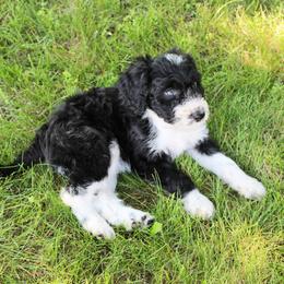 Betsy Ross - Black and white female Assorted Doodle Crosses puppy in Bagley, Minnesota from Soni Morgan