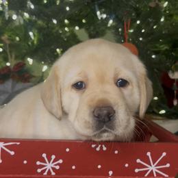 Sally - Yellow female Labrador Retriever puppy in Cleveland, Ohio from Brookside Labrador Retrievers