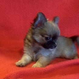 Chihuahua Puppies from Strawberry River Kennel