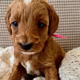 Pink - Red  female Goldendoodle puppy in Fruita Colorado, Colorado from Oodles of Teacup Doodles
