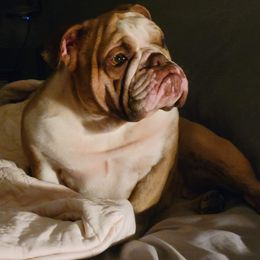 Bulldog All Grown Up from JoMo Kennels