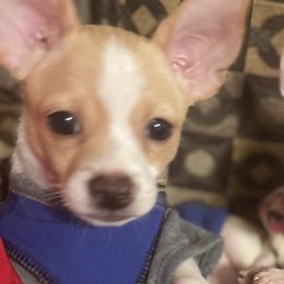 Chihuahua Puppies from Pittsburgh Paw Prints