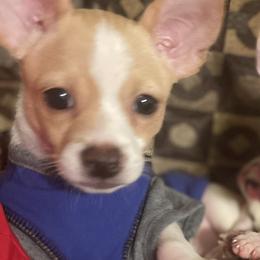 Chihuahua Puppies from Pittsburgh Paw Prints