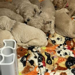 Bernedoodle and Goldendoodle Puppies from Lyon and Luna Goldendoodles Bernedoodles