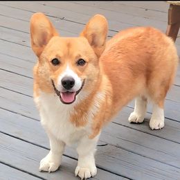 Marvin - Pembroke Welsh Corgi