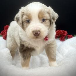 Pearl - Red merle female Miniature Australian Shepherd puppy in Liberty, South Carolina from Alexander Canines