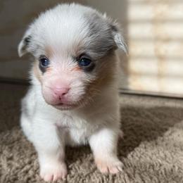 Female bluie - White and black female Pembroke Welsh Corgi puppy in Glendale, Arizona from CorgiholicsAz