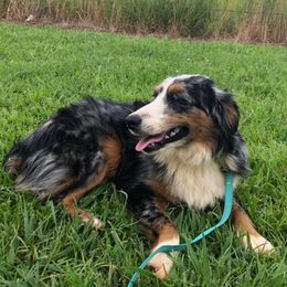 Miniature Australian Shepherds and Toy Australian Shepherds from Cedar Creek Aussies