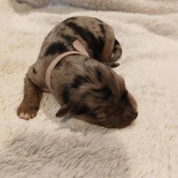Girl 1 - female Australian Shepherd puppy in Charlotte, North Carolina from Tranquility Trail Aussies
