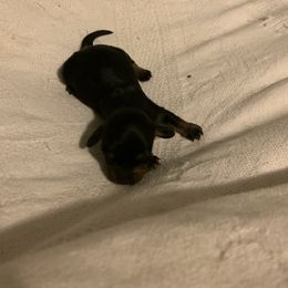 Dachshund Puppies from Howard's Hillside Farms