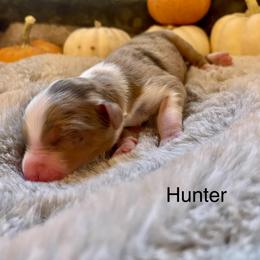 Boy 1 - male Miniature Australian Shepherd puppy in Kentucky from Natural Life Ranch