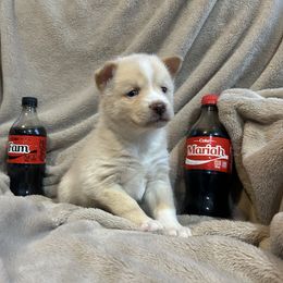 Boy - White male Pomsky puppy in Harpers Ferry, West Virginia from Brandie Kelley