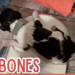 Bones - Parti male Poodle puppy in Iva, South Carolina from Canoe Creek Spoos