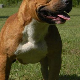 American Bullies from Tranquility Bullies