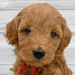Claus (Red Collar) - Apricot Goldendoodle puppy in St. Joseph, Missouri from Majestic Rose Goldendoodles, LLC