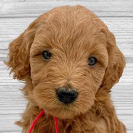Claus (Red Collar) - Apricot Goldendoodle puppy in St. Joseph, Missouri from Majestic Rose Goldendoodles, LLC