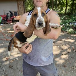 Boy 3 - Black brown and white Basset Hound puppy in Madisonville, Tennessee from Cash’s Bassets