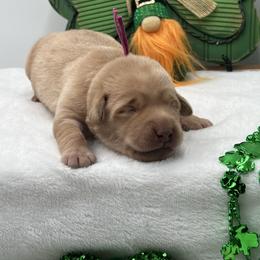 Pink - Yellow female Labrador Retriever puppy in Heath Springs, South Carolina from Rich Hill Retrievers