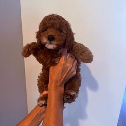 Betsy Ross - Apricot female Cavapoo puppy in Payson, Utah from Country Sky Doodles