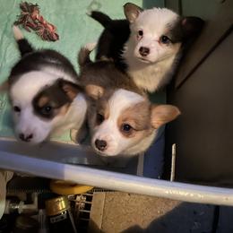 American Corgi Puppies from Mahala Henry