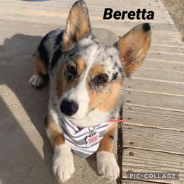 American Corgi All Grown Up from Tori’s Sassy Corgis