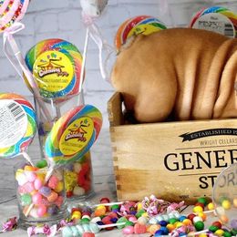 Bulldog Puppies from Dampier Bulldogs Mo