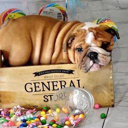 Bulldog Puppies from Dampier Bulldogs Mo