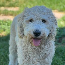 Goldendoodles from Green Land Doodles of CO