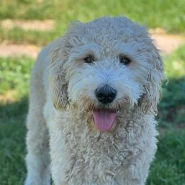 Goldendoodles from Green Land Doodles of CO