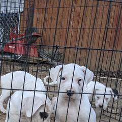 Dogo Argentino Puppies from De la Fuerza de Dios