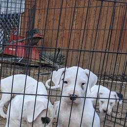 Dogo Argentino Puppies from De la Fuerza de Dios