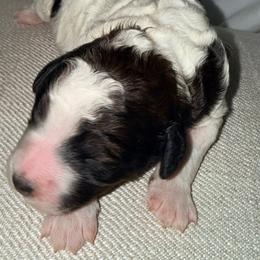 Mary Ann - Tri-color female Bernedoodle puppy in Irmo, South Carolina from Kava Kennels