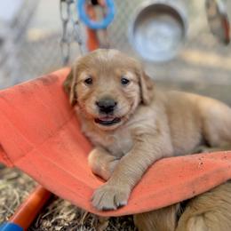 Abigail - Purple - Dark golden female Golden Retriever puppy in San Martin, California from Church Creek Retrievers