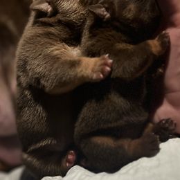 Bulldog and French Bulldog Puppies from JuneBug Bullies