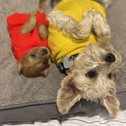 Schnoodle Puppies from Noodle Tings Puppies