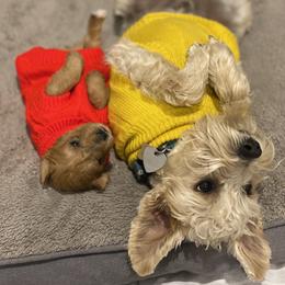 Schnoodle Puppies from Noodle Tings Puppies