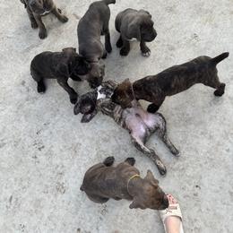 Cane Corso Puppies from Creed Cane Corso