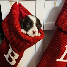 Brittany Puppies from HillTop Brittany Kennel