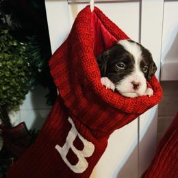 Brittany Puppies from HillTop Brittany Kennel
