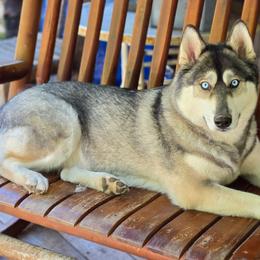 Mishka - Agouti and white female Siberian Husky puppy in Dane, Wisconsin from Sunny Hurricane Siberians