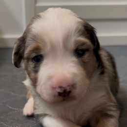 Bruno - Blue merle male Miniature Australian Shepherd puppy in Visalia, California from Furrever.Mini.Aussies.llc