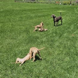 Blue Lacy Puppies from Red River Blue Lacys