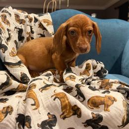 Tank - Dapple male Dachshund puppy in Hudson, Michigan from Mittentail Kennel Miniature Dachshunds & Australian Shepherds