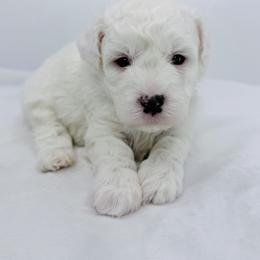 Leo - Gray and white male Sheepadoodle puppy in La Plata, Maryland from Serenity Creek Doodles