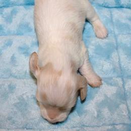 Light dapple pie - Cream male Dachshund puppy in Crestview, Florida from Neverending Dachies