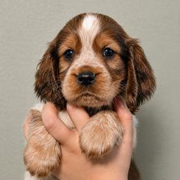 Chip - Liver and white male English Springer Spaniel puppy in Fort White, Florida from Thunderbird Springers