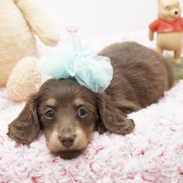 Dachshund Puppies from 30 Acre Woods Dachshunds
